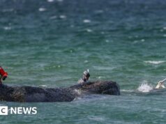 Equipes de resgate tentam salvar baleia jubarte encalhada na costa alemã