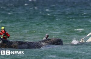 Equipes de resgate tentam salvar baleia jubarte encalhada na costa alemã