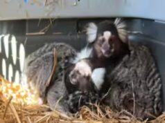 ‘The Monkey Whisperer’: homem da Flórida preso por comércio ilegal de animais exóticos