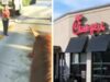 Homem da Flórida para no drive-through Chick-fil-A a cavalo em vídeo viral: ‘Os preços da gasolina devem estar loucos’