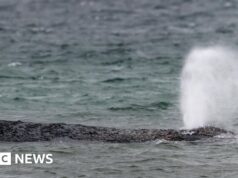 Baleia nada em banco de areia após grande esforço de resgate alemão na costa do Báltico