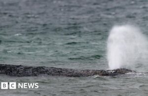 Baleia nada em banco de areia após grande esforço de resgate alemão na costa do Báltico