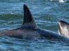3 orcas não identificadas avistadas no porto de Vancouver nunca antes documentadas em BC