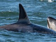 3 orcas não identificadas avistadas no porto de Vancouver nunca antes documentadas em BC
