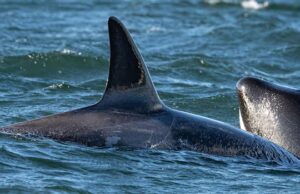 3 orcas não identificadas avistadas no porto de Vancouver nunca antes documentadas em BC