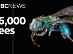 Mais abelhas do que jamais pensamos que existiam