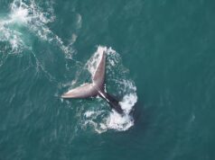 EUA consideram alterar regulamentações destinadas a proteger as baleias francas do Atlântico Norte