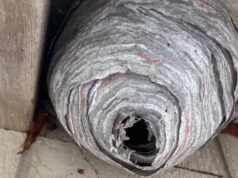 Você já viu um ninho de vespas como este? Esses pesquisadores querem estudá-lo