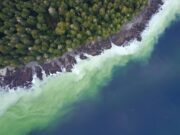 Primeiros sinais de desova de arenque geram entusiasmo na Ilha de Vancouver