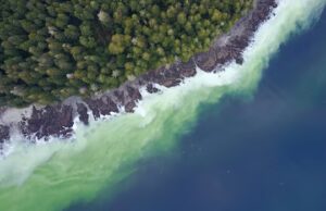 Primeiros sinais de desova de arenque geram entusiasmo na Ilha de Vancouver
