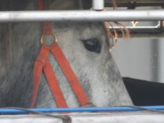 Cavalos ‘ainda morrem’ após voos do Canadá para o Japão – e o regulador parece não saber