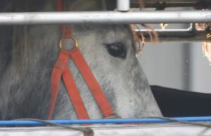 Cavalos ‘ainda morrem’ após voos do Canadá para o Japão – e o regulador parece não saber