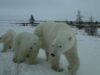 Os ursos polares não estão caçando pessoas, eles apenas passam mais tempo em terra: Cientistas