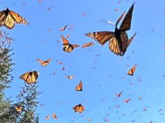 Como o seu smartphone pode ajudar a desvendar o mistério da migração da borboleta monarca do México