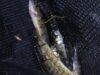 Captura de truta em Kejimkujik dizimada pela invasão de predador voraz
