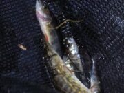 Captura de truta em Kejimkujik dizimada pela invasão de predador voraz