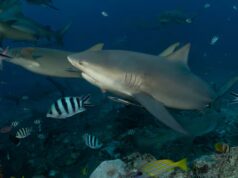 Acontece que esses tubarões podem fazer amigos e ter vidas sociais, segundo novo estudo