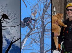 Arborista resgata gato de árvore de 8 andares no leste de Ottawa