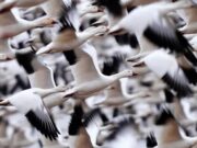 Avicultores de Alberta se preparam para a migração na primavera após o aumento de casos de gripe aviária no ano passado