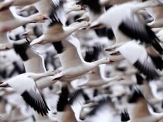 Avicultores de Alberta se preparam para a migração na primavera após o aumento de casos de gripe aviária no ano passado