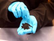 Novo estudo descobre que campos de grama synthetic na região metropolitana de Vancouver liberam produtos químicos prejudiciais ao salmão