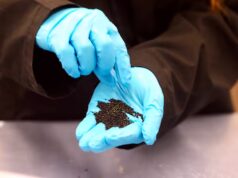 Novo estudo descobre que campos de grama synthetic na região metropolitana de Vancouver liberam produtos químicos prejudiciais ao salmão