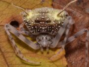 Esta aranha parece vítima de um fungo zumbi. Mas os cientistas dizem que é uma grande farsa