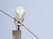 Corujas, lontras gigantes e tubarões-martelo considerados para maior proteção na conferência da ONU