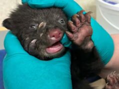 O momento em que um filhote de urso foi salvo por voluntários do BC
