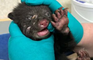 O momento em que um filhote de urso foi salvo por voluntários do BC