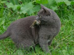 Gatos estão matando muitos pássaros