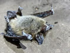 Doença letal de morcegos detectada nas Montanhas Rochosas de Alberta pela primeira vez