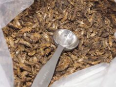 A grande aposta de Ottawa na maior fazenda de críquete do mundo esbarrou em um problema simples: o ‘fator eca’