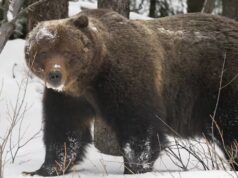 O lendário urso pardo de Banff ‘The Boss’ desperta quando os ursos de Alberta começam a surgir