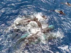 Cientistas capturaram um vídeo raro do nascimento de um cachalote. O que aprenderam com aquele momento notável