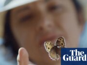 Quatro esposas, dois passaportes e uma borboleta muito esquiva: a busca de uma mulher por seu pai lepidopterista