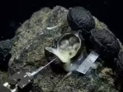 6.200 metros abaixo do Oceano Pacífico: Cientistas abrem ‘ovos’ pretos e fazem uma descoberta chocante