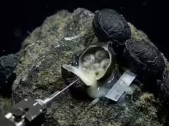 6.200 metros abaixo do Oceano Pacífico: Cientistas abrem ‘ovos’ pretos e fazem uma descoberta chocante