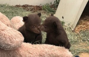 Filhotes de urso são cuidados depois que mãe é sacrificada por atacar pessoas