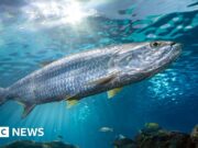 Declínio das populações de peixes migratórios estimula luta por proteção