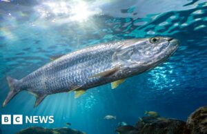 Declínio das populações de peixes migratórios estimula luta por proteção