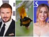 David Beckham e Stacey Solomon alertaram que a apicultura famosa ‘pode fazer mais mal do que bem’