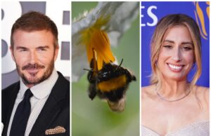 David Beckham e Stacey Solomon alertaram que a apicultura famosa ‘pode fazer mais mal do que bem’