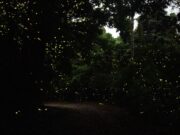 Pesquisadores publicam lista de verificação inédita sobre vaga-lumes na Índia