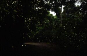 Pesquisadores publicam lista de verificação inédita sobre vaga-lumes na Índia