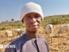 ‘A paz é uma coisa gradual’: como a terra, o gado e a identidade alimentam um conflito mortal na Nigéria