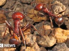 Uma formiga por US$ 220: a nova fronteira do tráfico de vida selvagem