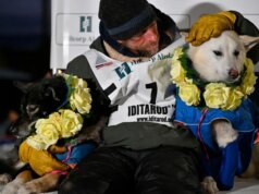 A ex-estrela de actuality exhibits Jessie Holmes vence a corrida de cães de trenó de Iditarod novamente