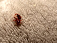 Pesadelo de percevejos se espalhando pelo Sul à medida que casos aumentam em vários estados