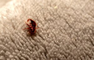 Pesadelo de percevejos se espalhando pelo Sul à medida que casos aumentam em vários estados